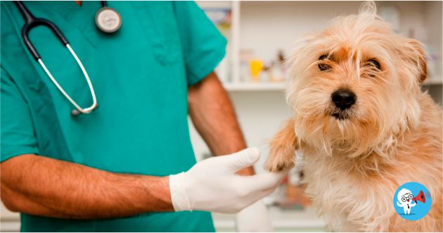 Convocatorias veterinarios